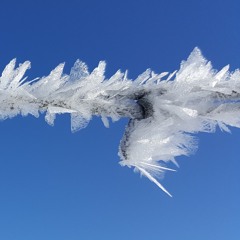 The Freeze