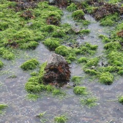 Improvisation (Danger)