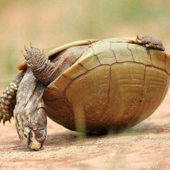 Akapelle - Skildpadde