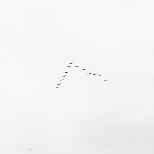 Cranes