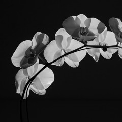 an orchid on wilting