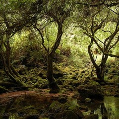 Assombrosa (com André Mehmari)