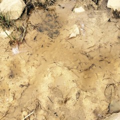 California burritos cover