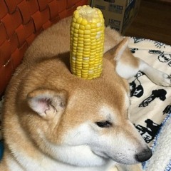Corn Doggu