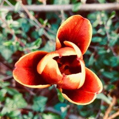 A Tulip Grows On Pococurante Street