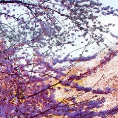 springvibes