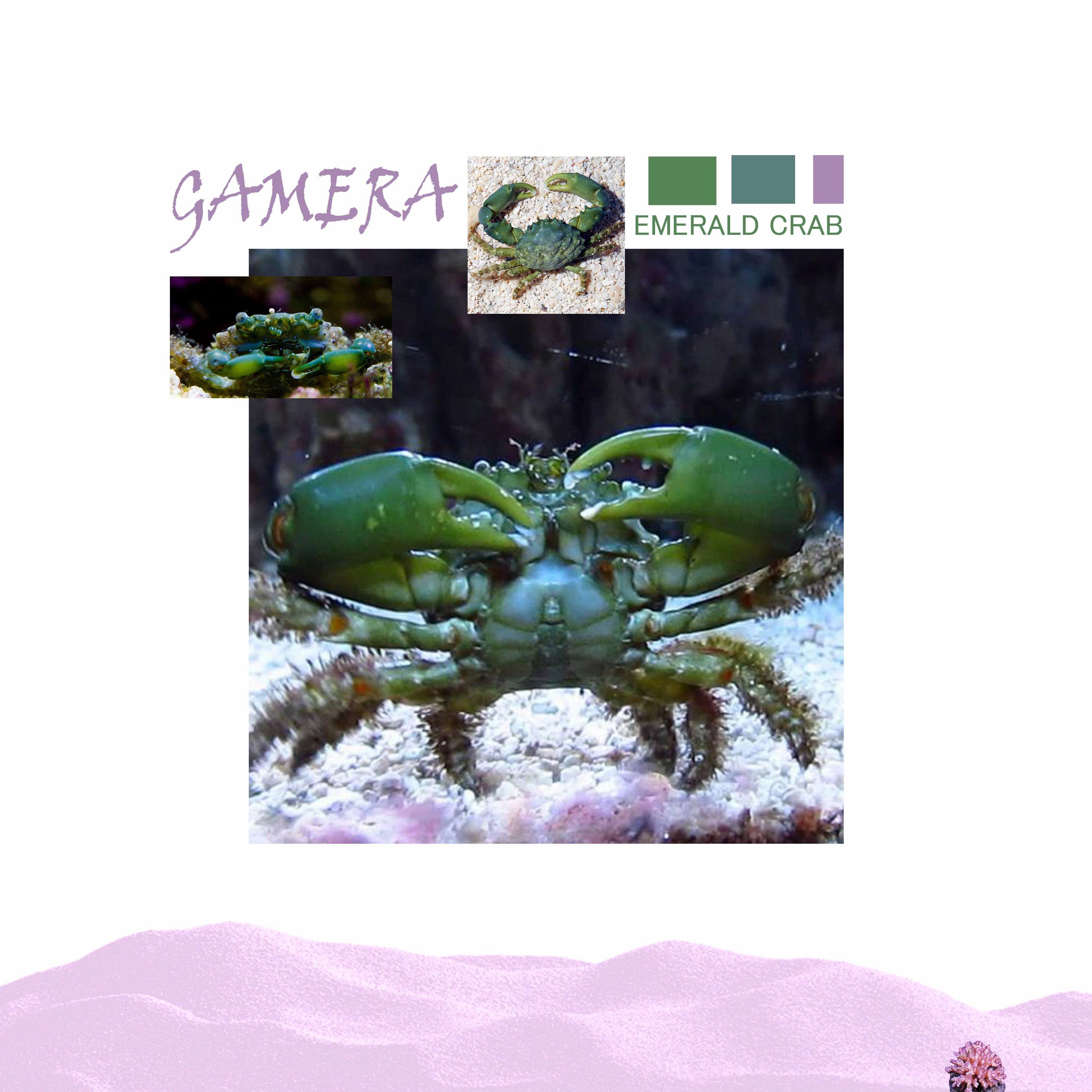 GAMERA aka GMRA