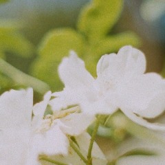 White Button Down (Mitski)