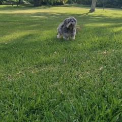 Puffy Pits Paint Shorts