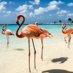 Flamingos
