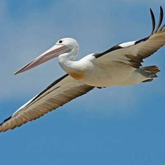 Pelicans