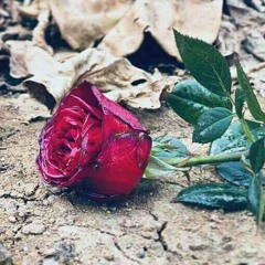 Zama Da Kali Aw Da Kor Sok de by Ob Khan