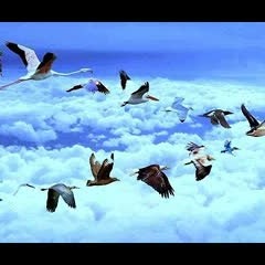 অনেক সুন্দর একটি গজল “এই পৃথিবী সৃষ্টি তোমার নামের উসিলায়” Bangla islamic song. (Naat)