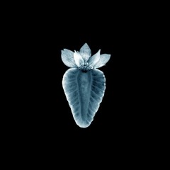 ''yagoda'' (out now on albion collective)