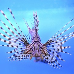 [FSH002] Mystery Contusion