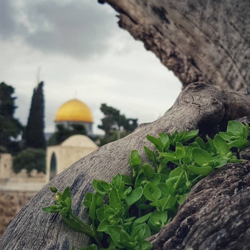 أذآن 💚