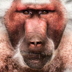 March of the Baboons