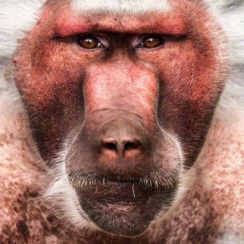 March of the Baboons