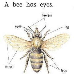 Why the fuck do I like bees so much