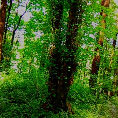 Psychomagical Mixtapes 🔮 [sets]