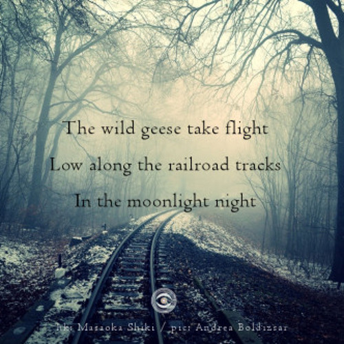 Geesebumps [naviarhaiku225 - The wild geese take flight]