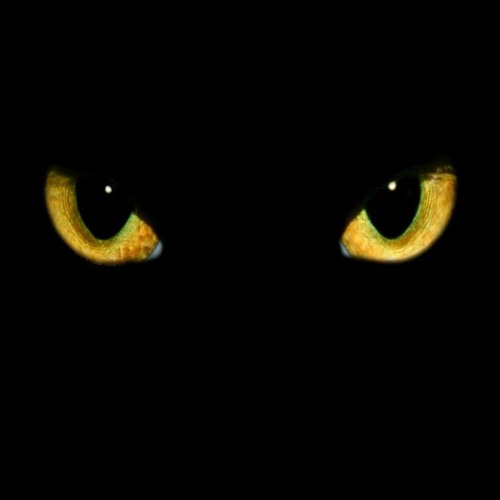 The Cat Emoticons