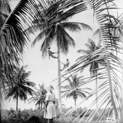 Coco