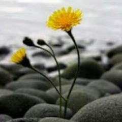 ندا سليمان. دايرة الحزن