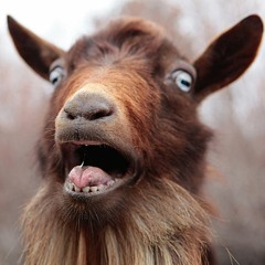 Screaming Goat