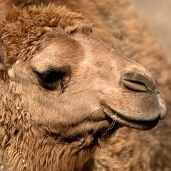 Camellus Rex