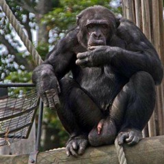 NUT$ HANG (prod.mxnkey)(Prod.Child)