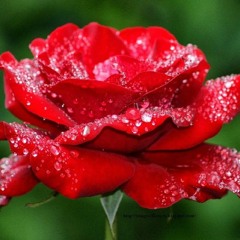 Crimson Rose (Feat. Jeff Conte)