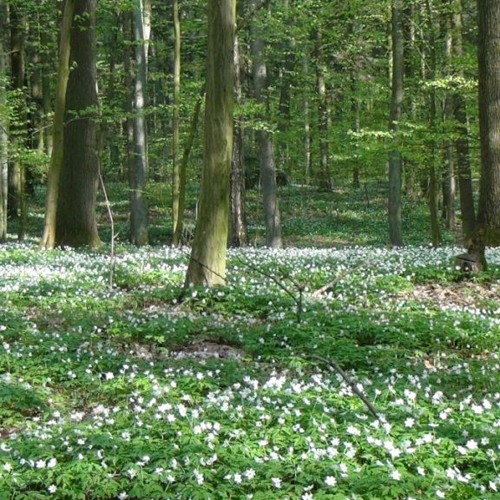 Wiosna w lesie 1 muzyka Iwona Jędruch, Jakub Kasznia, wiersze i fot. Tomasz Hilgertner Mp3