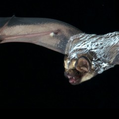 Normal Hoary Bat Calls