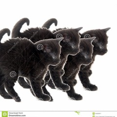 Čtyři černá koťátka