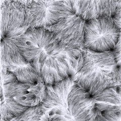 From Black To White Hole