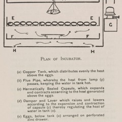 The Simplicity of Chicken Rearing, 1908: Tall Tales extract