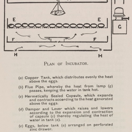 The Simplicity of Chicken Rearing, 1908: Tall Tales extract