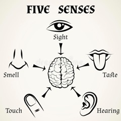 Senses