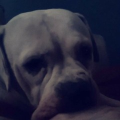 I made a little song for my dead dog