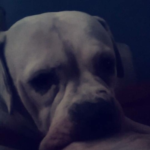 I made a little song for my dead dog