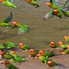 Lovebird Ngekek Keras dan Lama