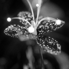 Strange Rituals Vol.4 - Nature