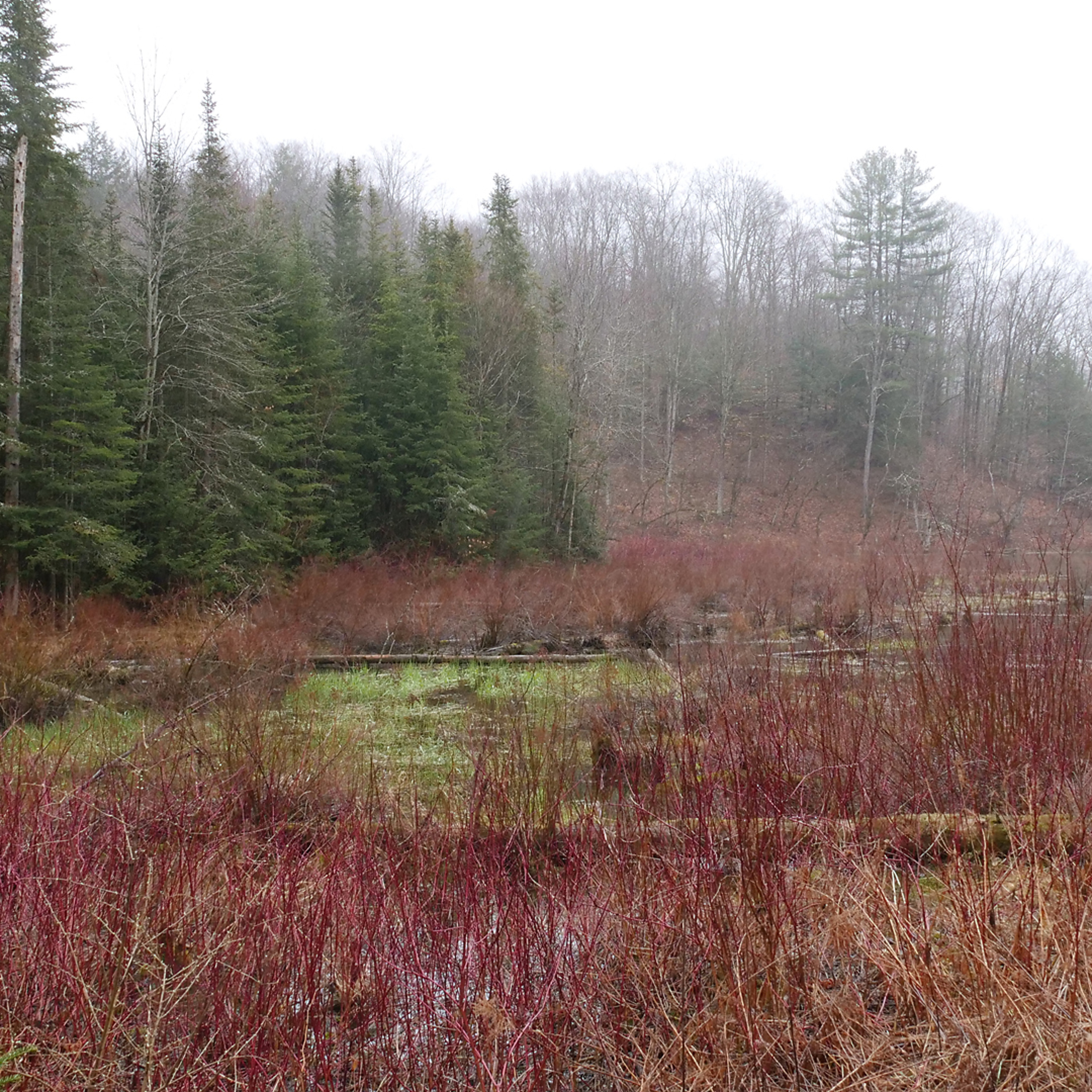 Music of Nature Podcast