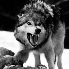 VIKING WULF  [  Mastered by Boris Randall ]