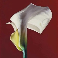 Rafael Vogel - Untitled (Never Ending Beginnings A cut)