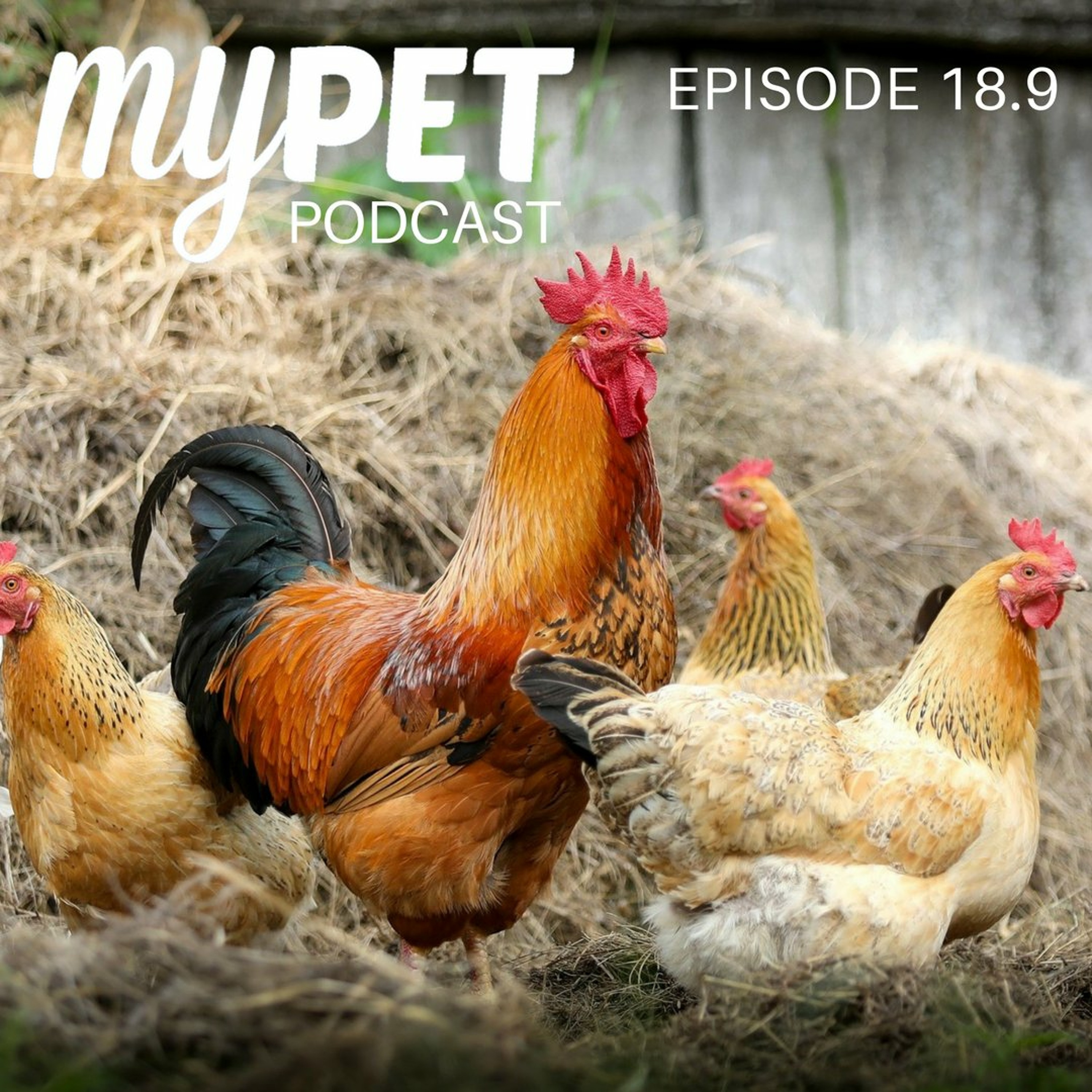 Keep Your Chickens Worm Free! episode artwork