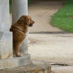 I Won't Hurt You (The West Coast Pop Art Experimental Band cover)