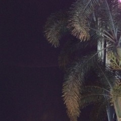 Silhouettes of You - Isaac Gracie (cover)