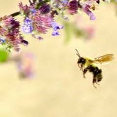 Enrico Sangiuliano - X - Pollination Ft Johannes Heil (SwelL Remix)